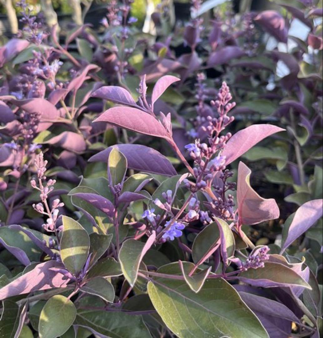 北の蝦夷　西洋ニンジンボク大小2本西洋ニンジンボク　プルプレア1本 セット