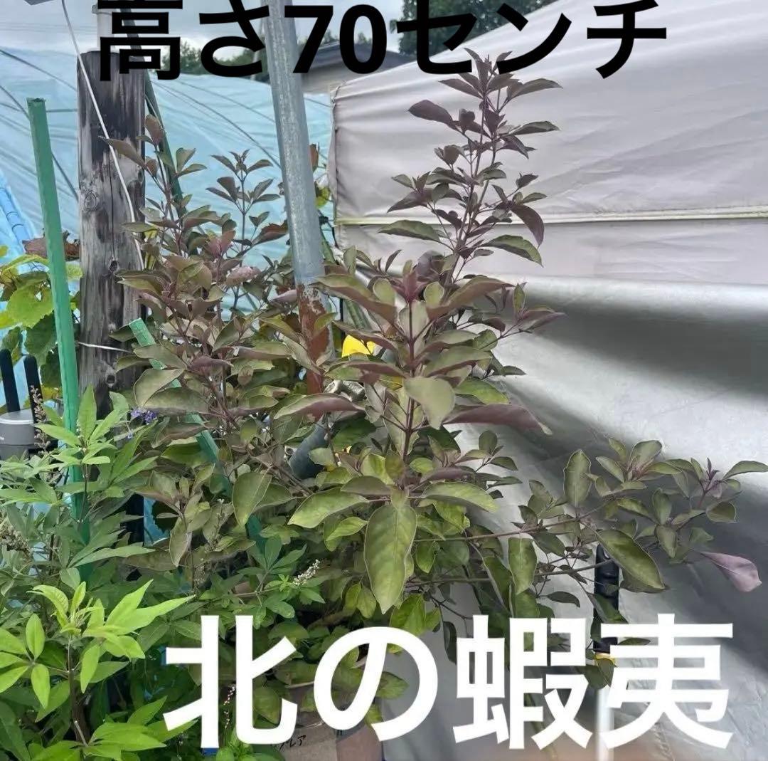 北の蝦夷　西洋ニンジンボク大小2本西洋ニンジンボク　プルプレア1本 セット