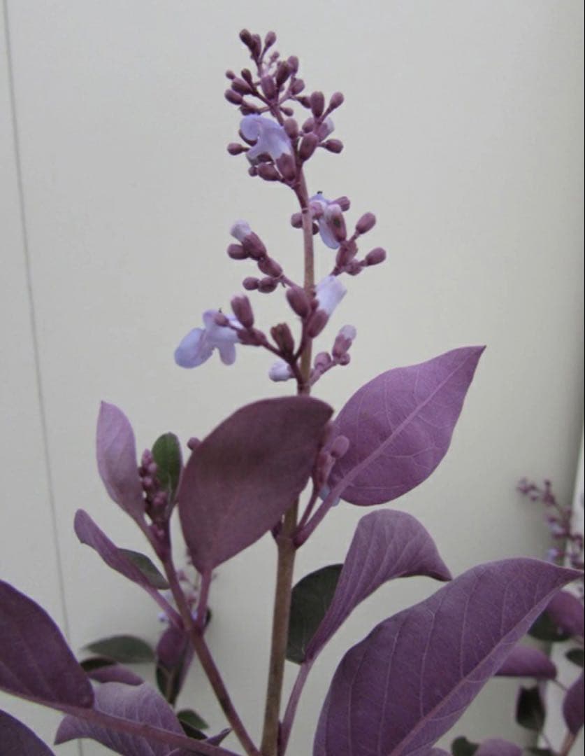 北の蝦夷　西洋ニンジンボク大小2本西洋ニンジンボク　プルプレア1本 セット