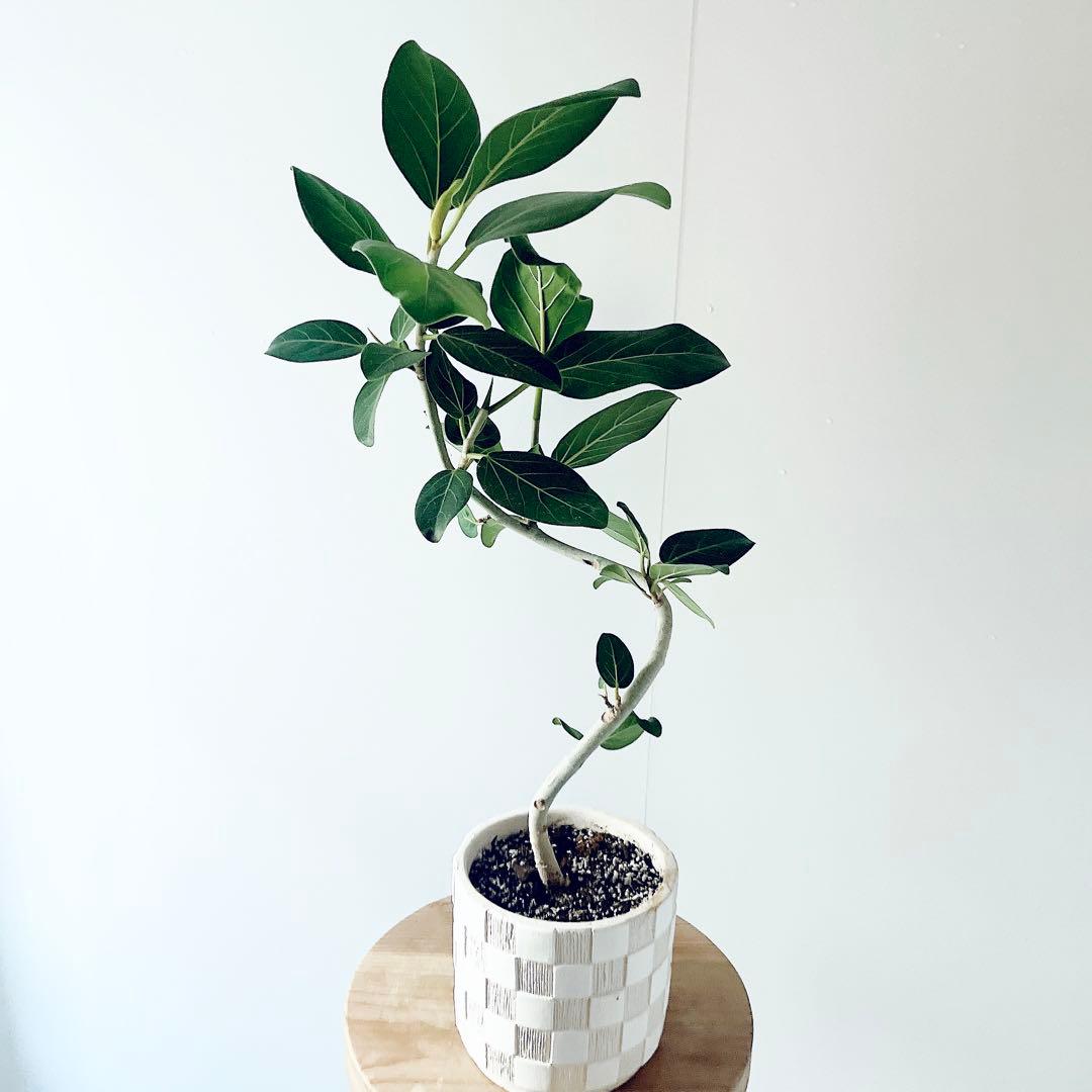 B級品 】フィカスベンガレンシス 曲がり 陶器鉢 - メルカリ