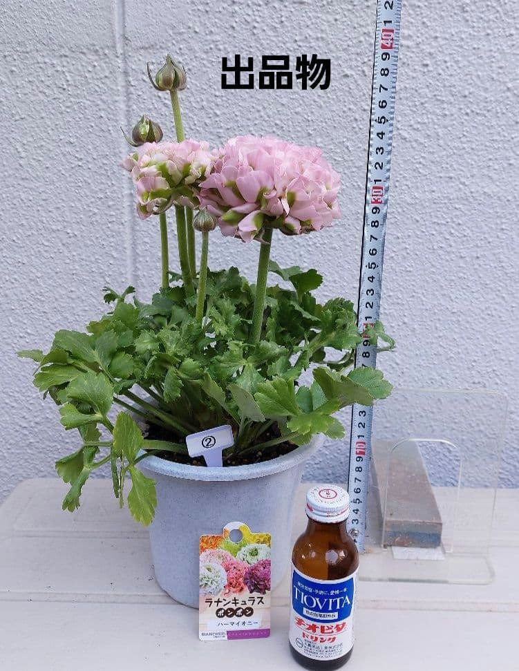 レア色、ラナンキュラスポンポン『ハーマイオニー』透け感綺麗な5号