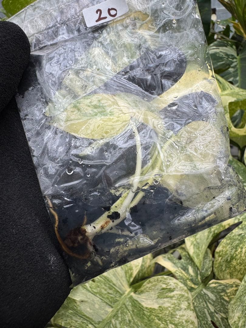 20モンステラ レガシー 組織培養苗 順化前 - メルカリ