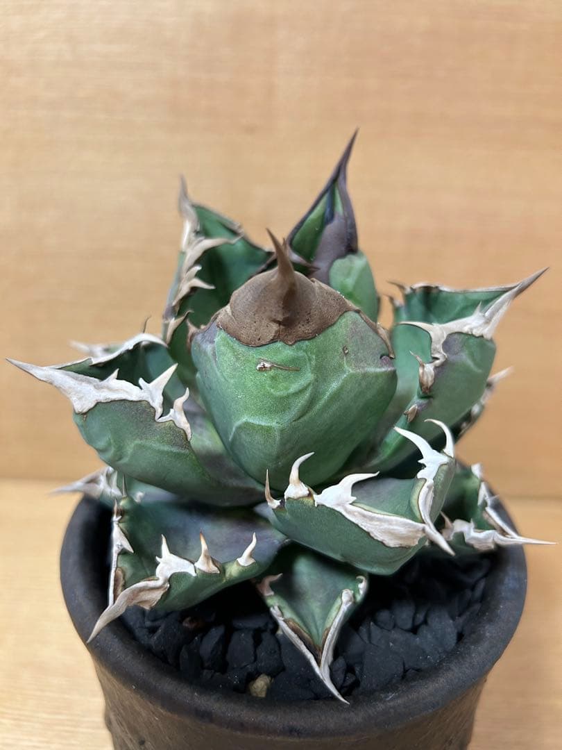 SALE中　アガベチタノタ　ホワイトファイヤーOC株　オテロイ実生　ウリエル実生