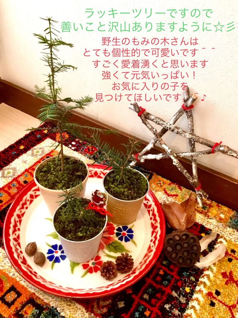 完売　　【天然＊野生の可愛い樅の木さん】もみの木/縁起の善い新芽がどっさり！