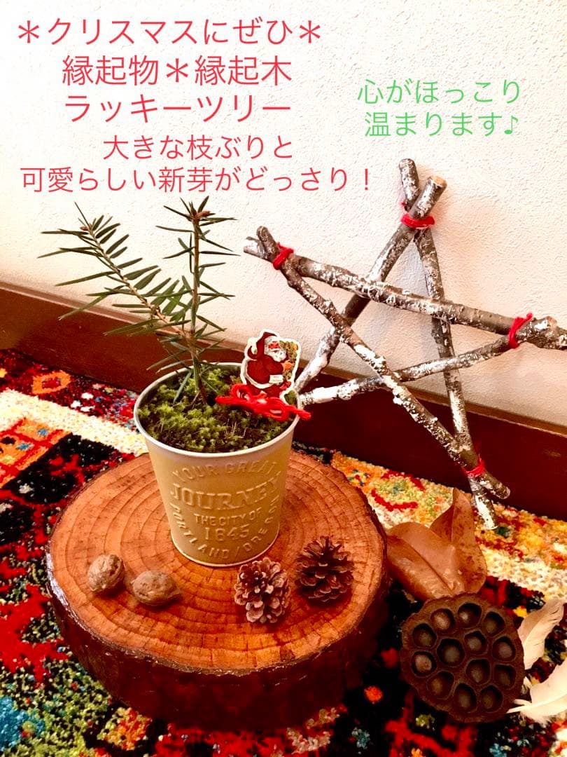 完売　　【天然＊野生の可愛い樅の木さん】もみの木/縁起の善い新芽がどっさり！