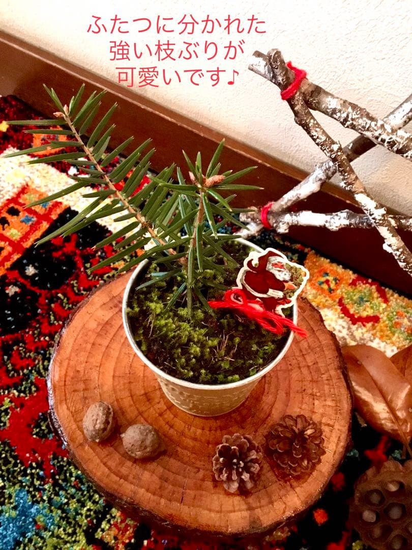 完売　　【天然＊野生の可愛い樅の木さん】もみの木/縁起の善い新芽がどっさり！