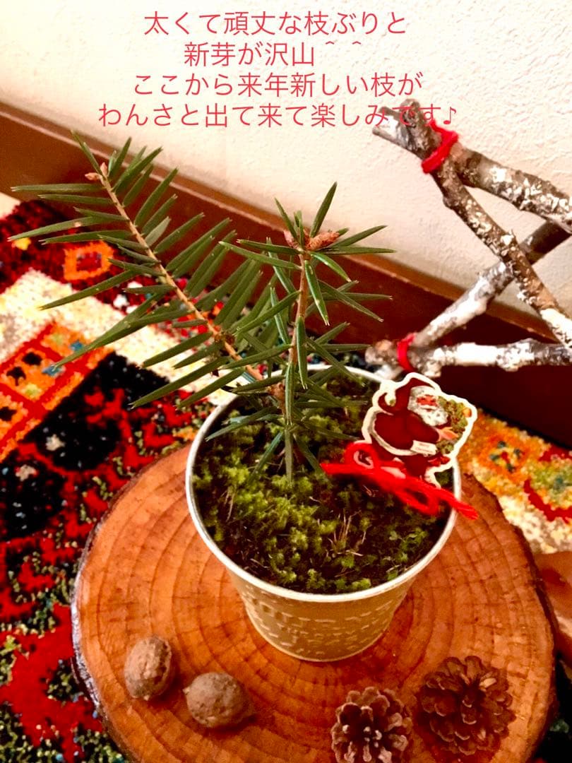 完売　　【天然＊野生の可愛い樅の木さん】もみの木/縁起の善い新芽がどっさり！