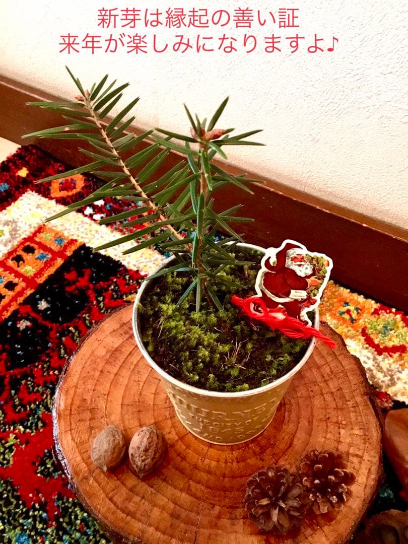 完売　　【天然＊野生の可愛い樅の木さん】もみの木/縁起の善い新芽がどっさり！