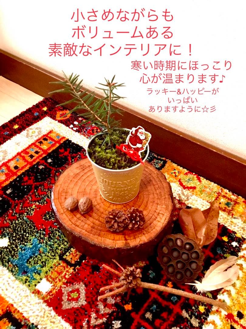 完売　　【天然＊野生の可愛い樅の木さん】もみの木/縁起の善い新芽がどっさり！