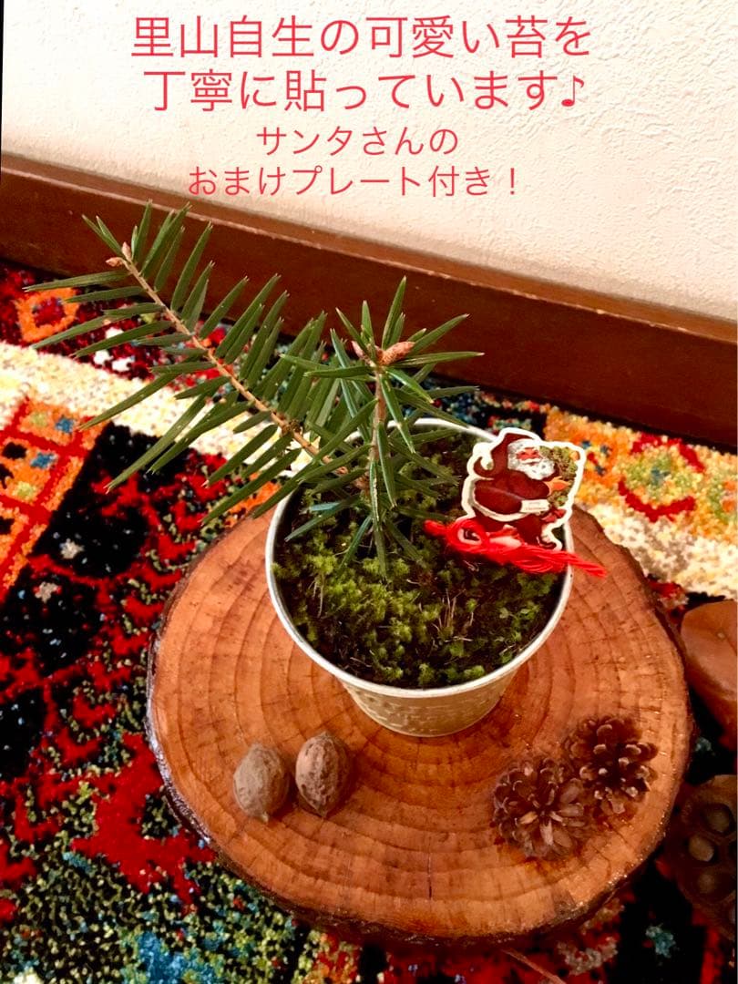 完売　　【天然＊野生の可愛い樅の木さん】もみの木/縁起の善い新芽がどっさり！