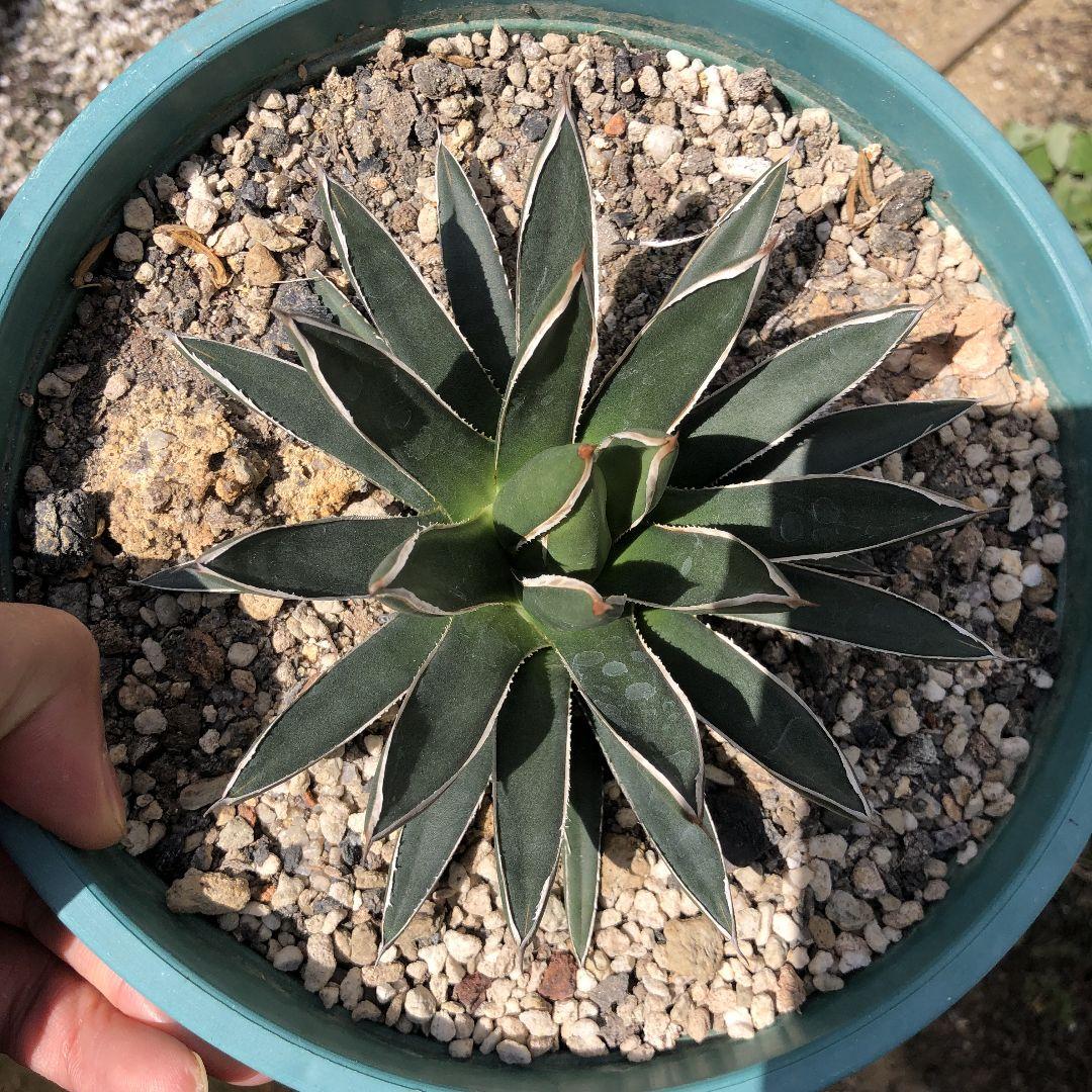 アガベ 雪嶺 笹の雪 ハイブリッド agave - メルカリ