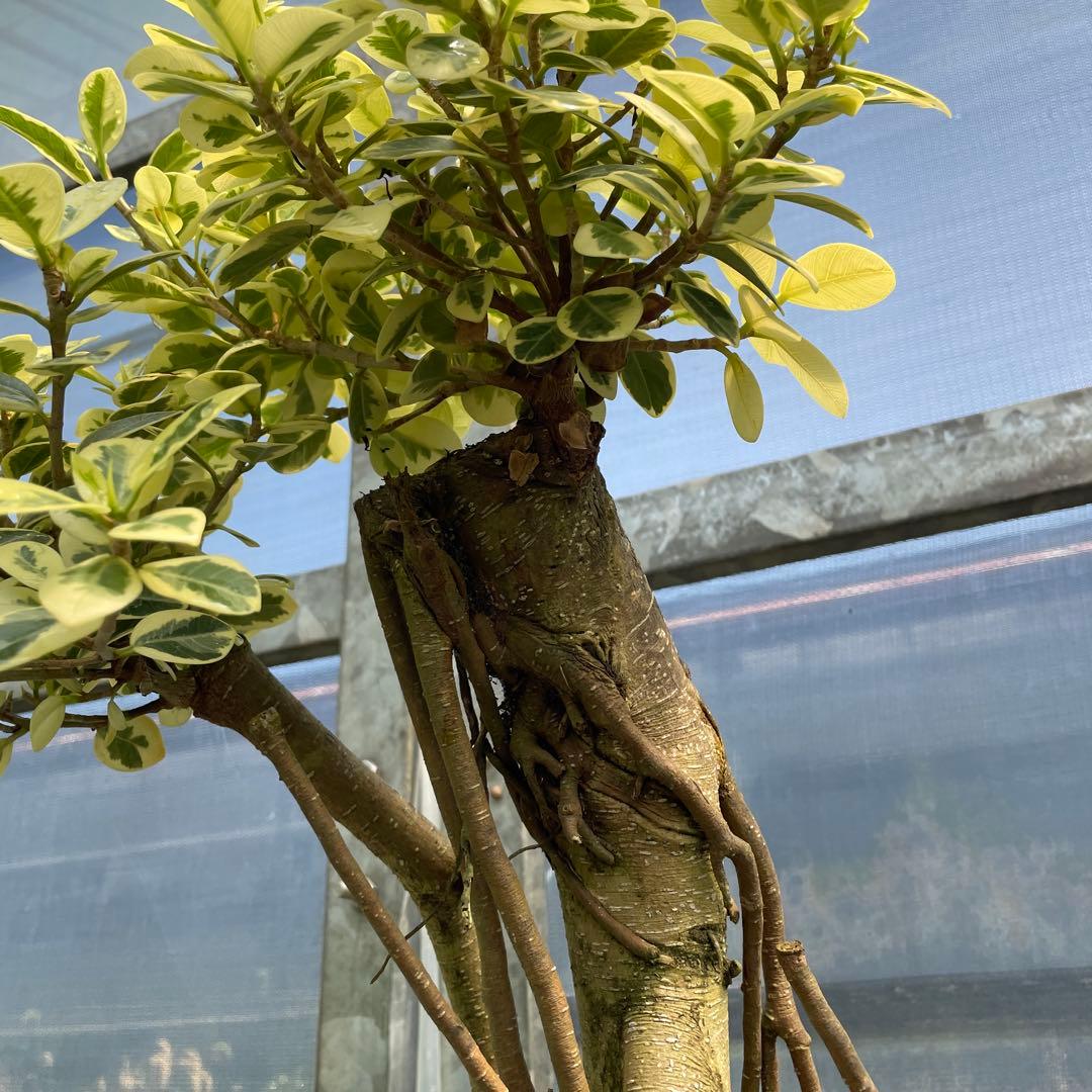 パンダガジュマル　斑入り　接木　超１点もの　8号