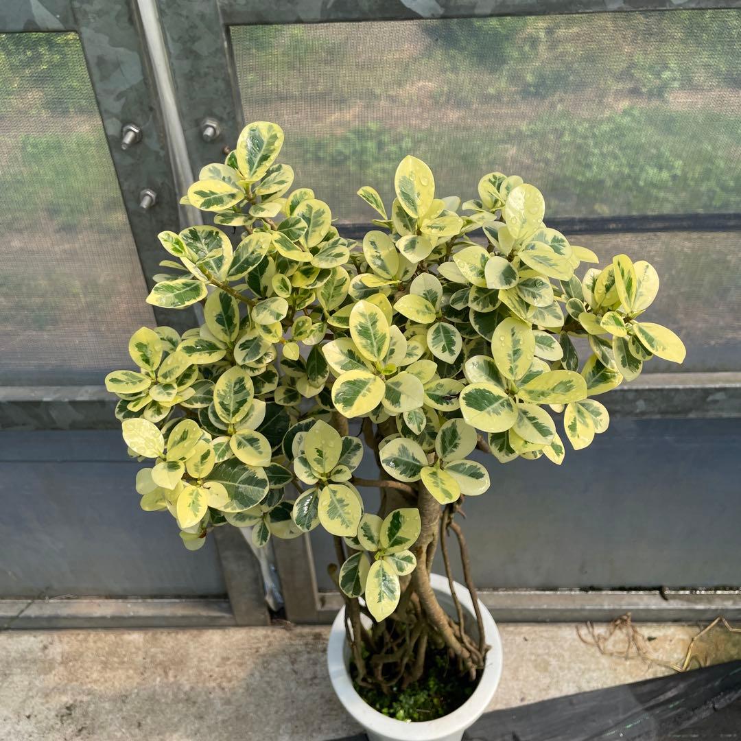 パンダガジュマル　斑入り　接木　超１点もの　8号