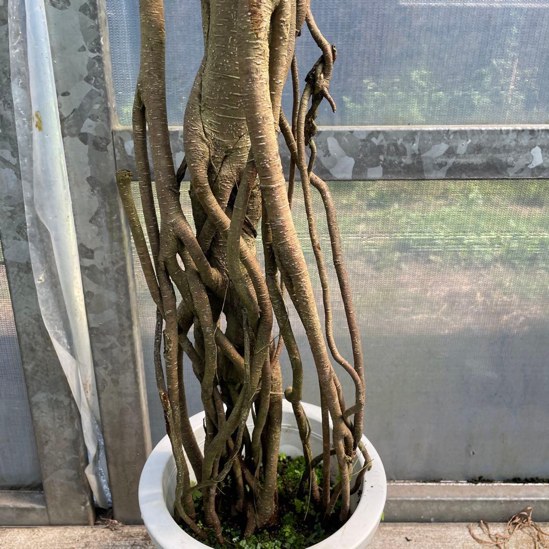 パンダガジュマル　斑入り　接木　超１点もの　8号