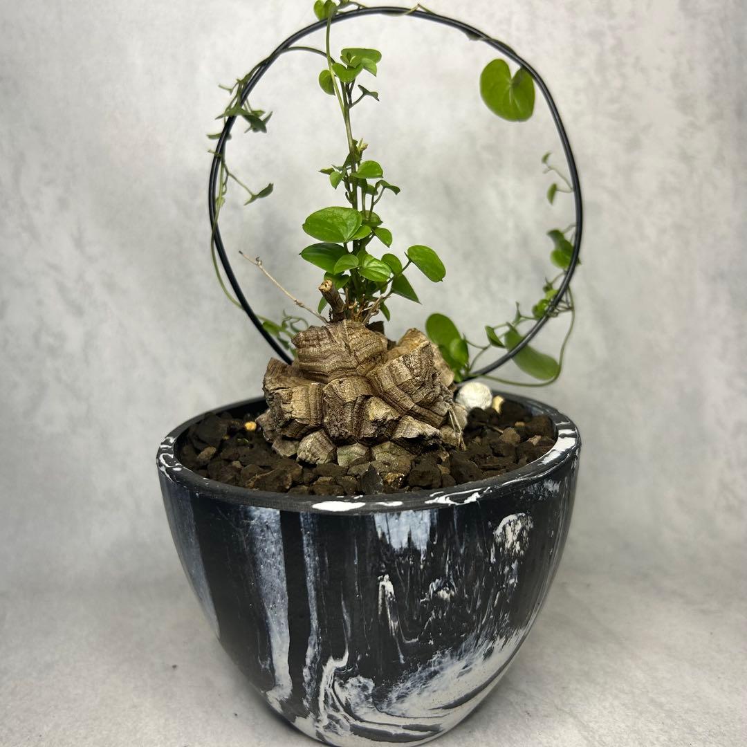 亀甲竜 (鉢入り) 5cm越え バキボコ割れ ディオスコレア 塊根植物