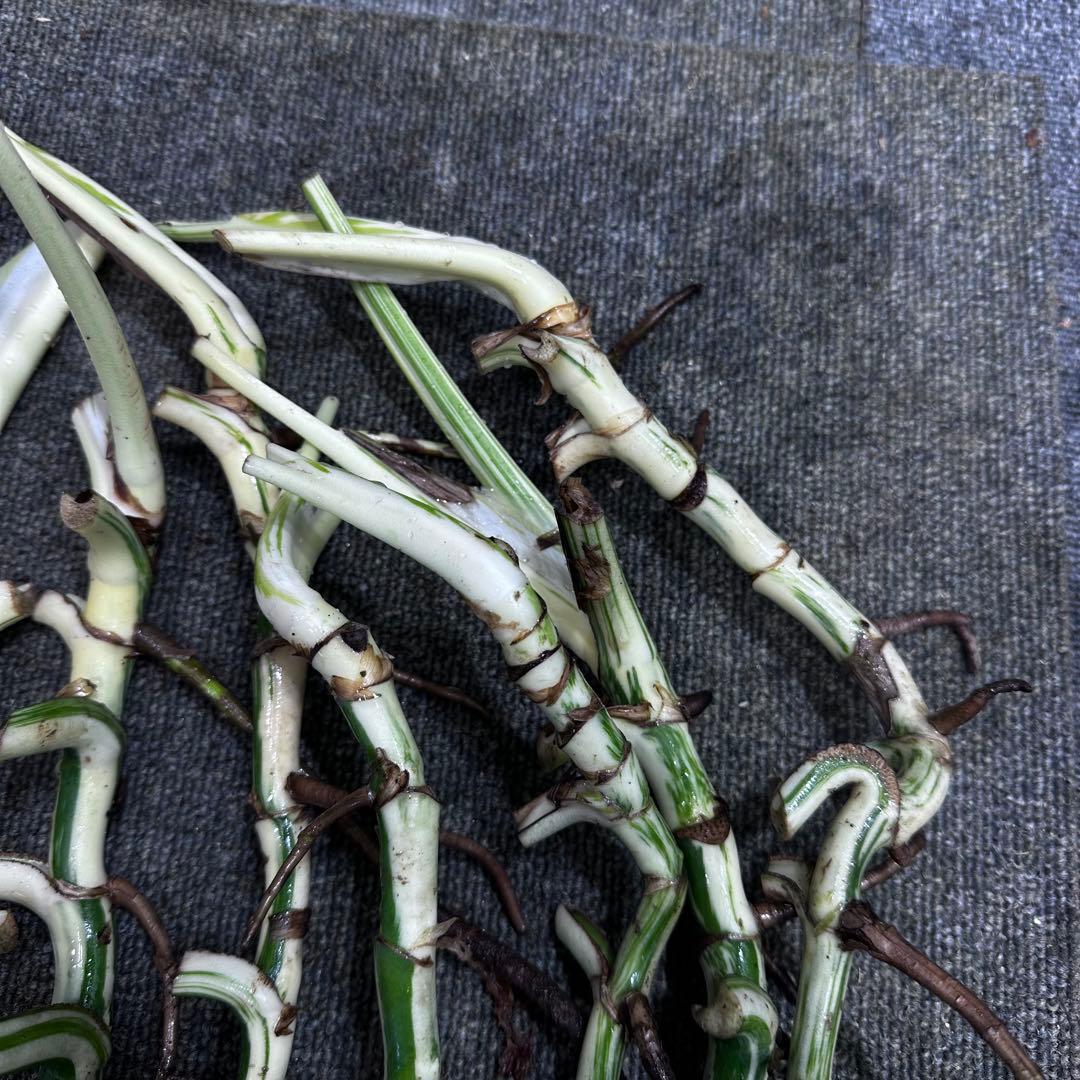 斑入りモンステラホワイトタイガー茎9株おまとめ - メルカリ