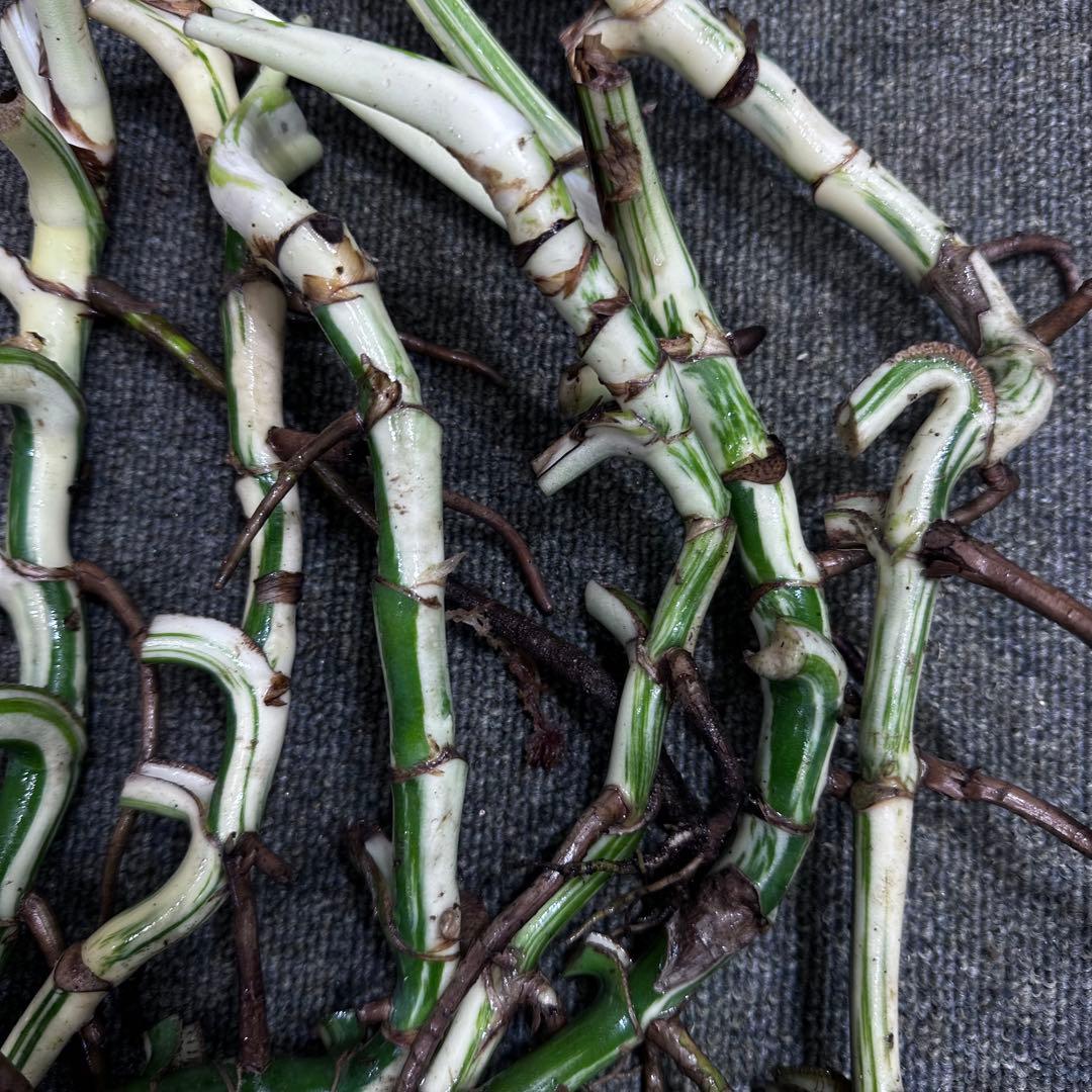 斑入りモンステラホワイトタイガー茎9株おまとめ - メルカリ