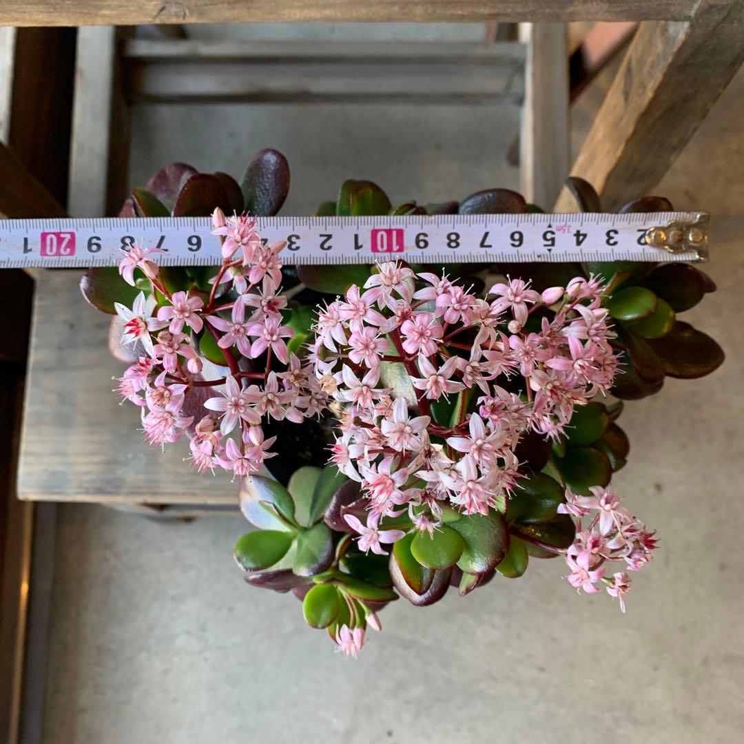 現品販売 金のなる木 桜花月 4号鉢サイズ 鉢植え カネノナルキ 金の