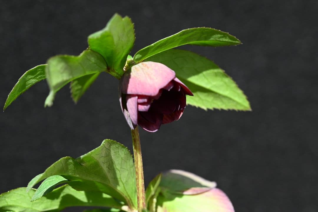 クリスマスローズ 訳あり 認定Wild Collection 加藤農園 - メルカリ