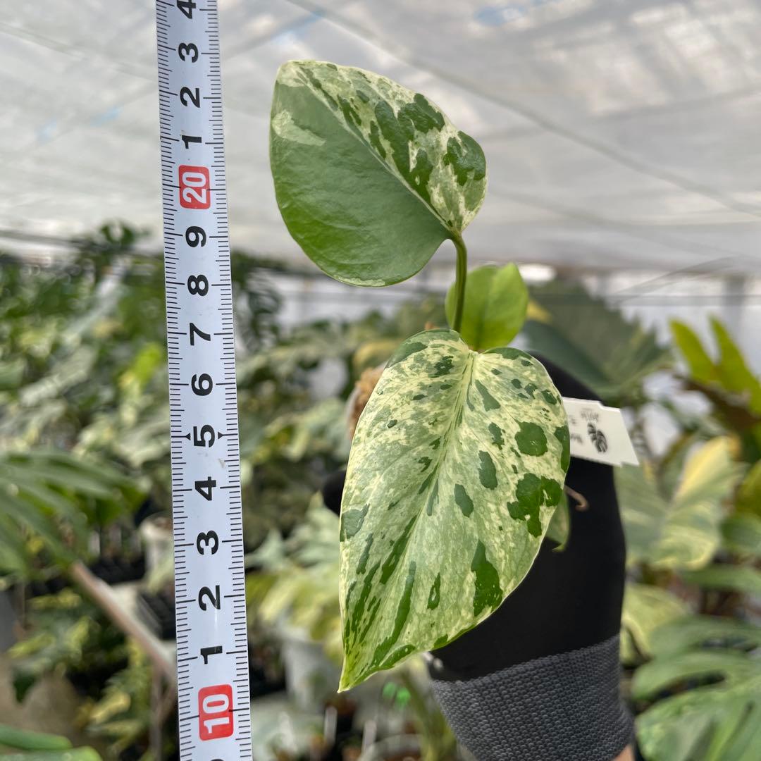 14モンステラ デリシオーサ ベトシオーサ 2寸ポリポット ネコポス発送