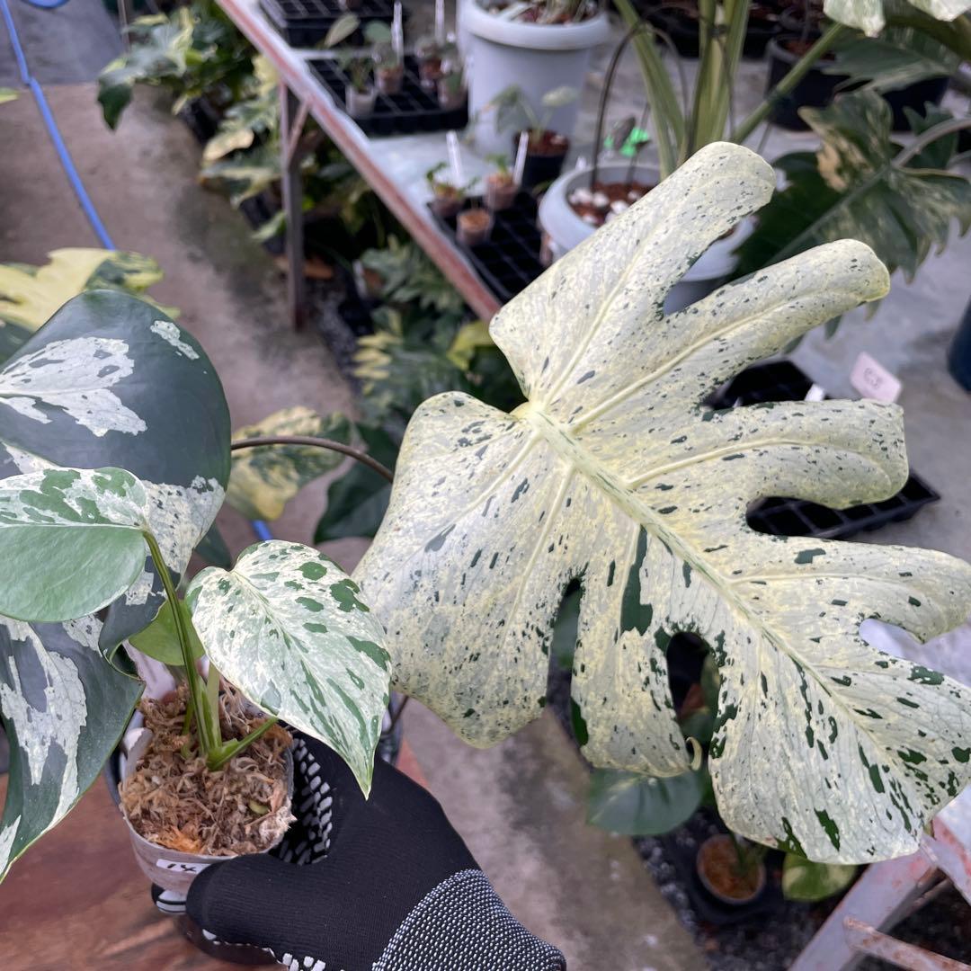 14モンステラ デリシオーサ ベトシオーサ 2寸ポリポット ネコポス発送