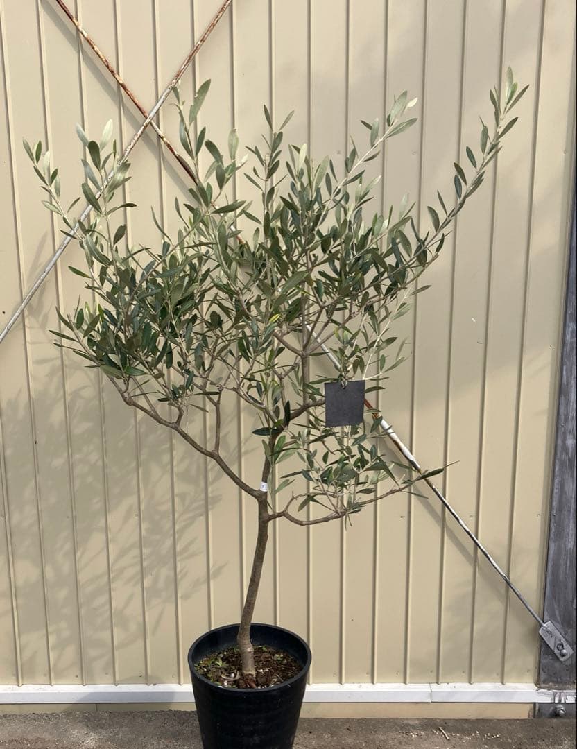 常緑樹　オリーブ　マンザニロ