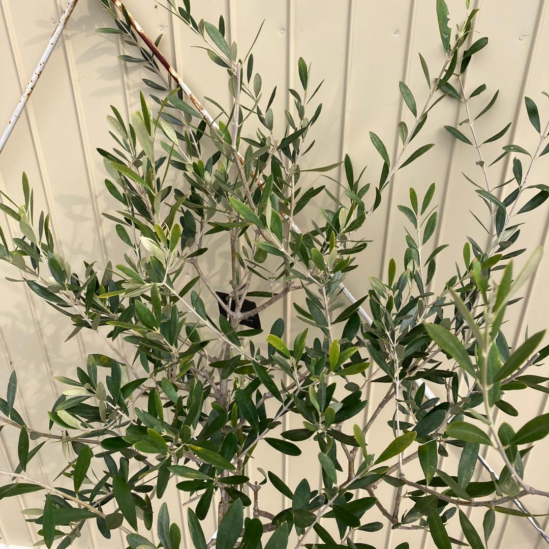 常緑樹　オリーブ　マンザニロ