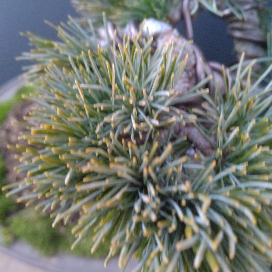 銀八房五葉松盆栽、半懸崖盆栽