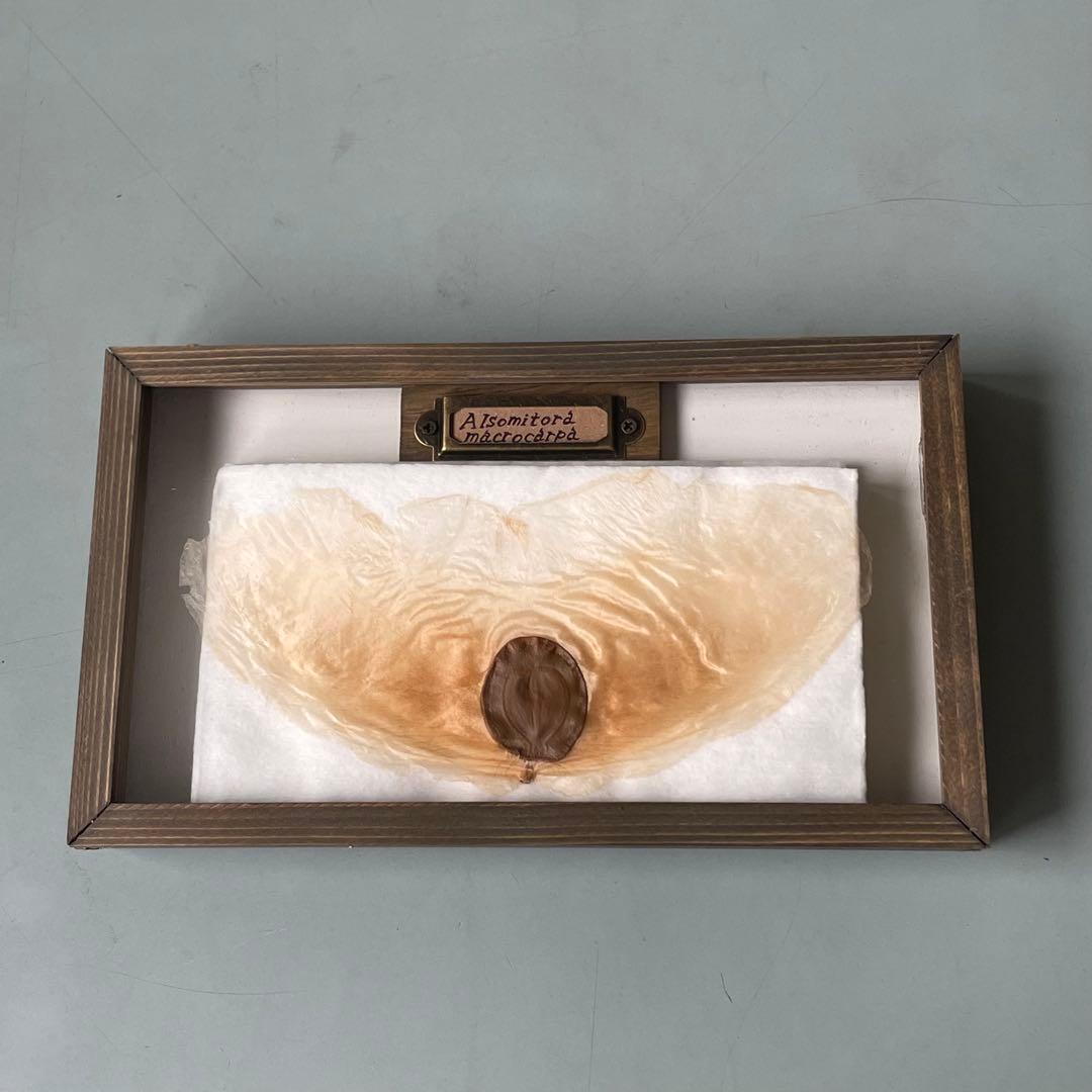 アルソトミラの標本箱