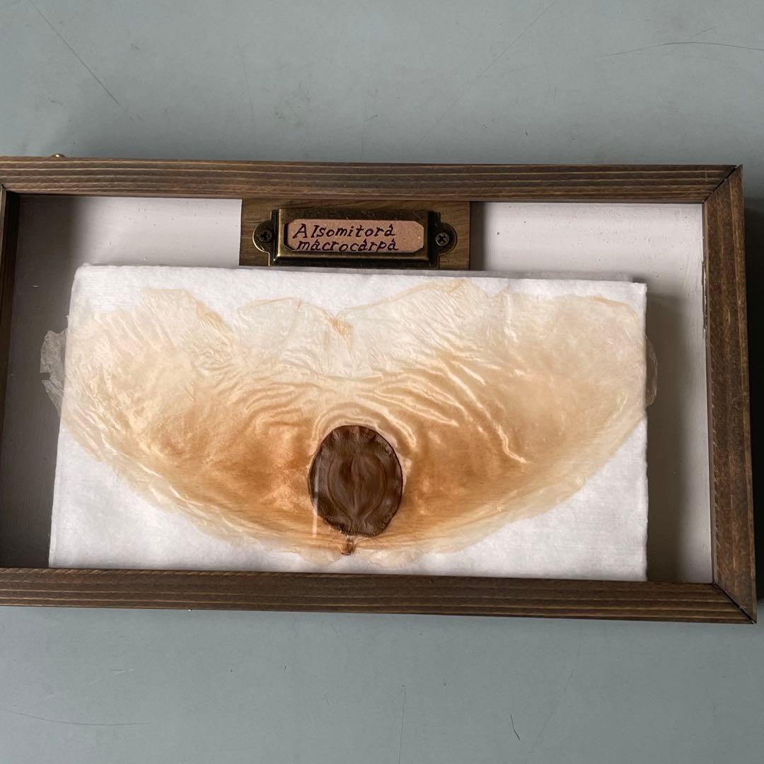 アルソトミラの標本箱