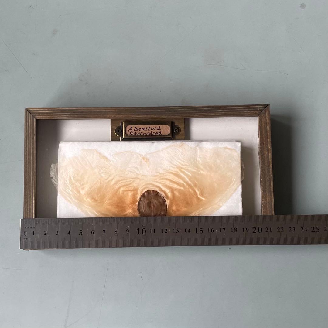 アルソトミラの標本箱