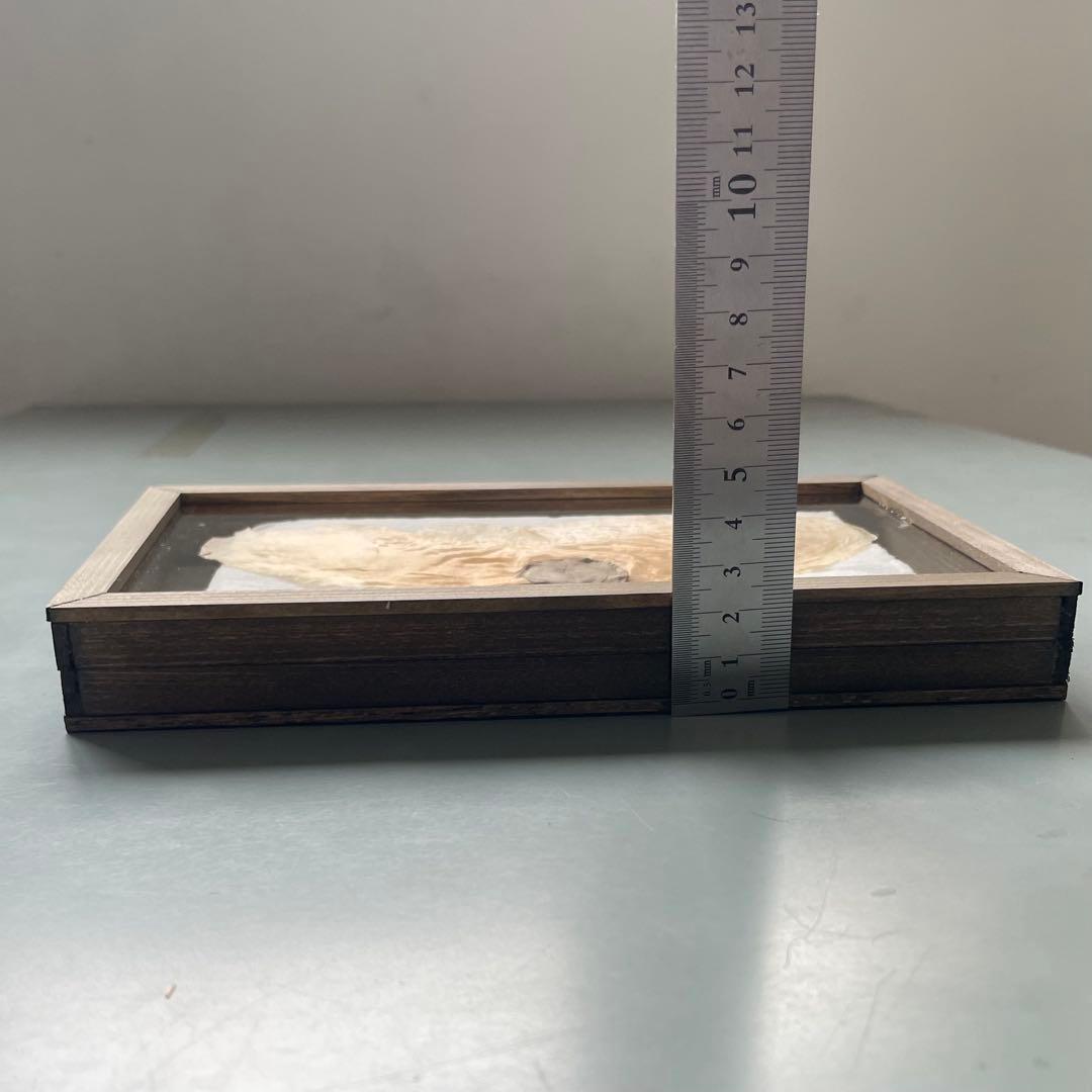 アルソトミラの標本箱