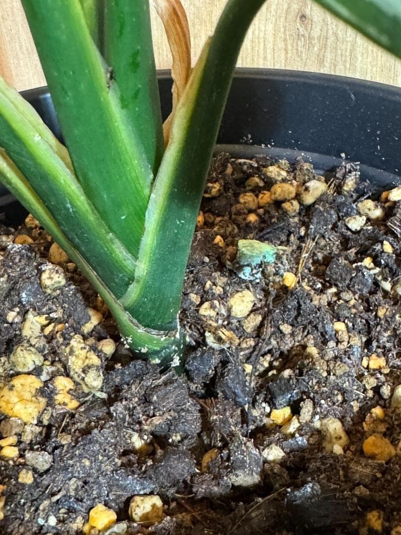 アグラオネマ 二ティドゥーム カーティシー 管理番号0046