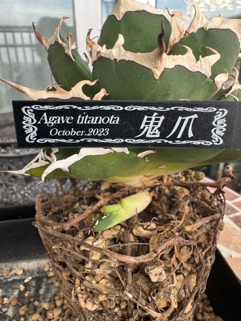 有名趣味家血統】アガベ⭐︎チタノタ⭐︎鬼爪⭐︎子株⭐︎台湾lize