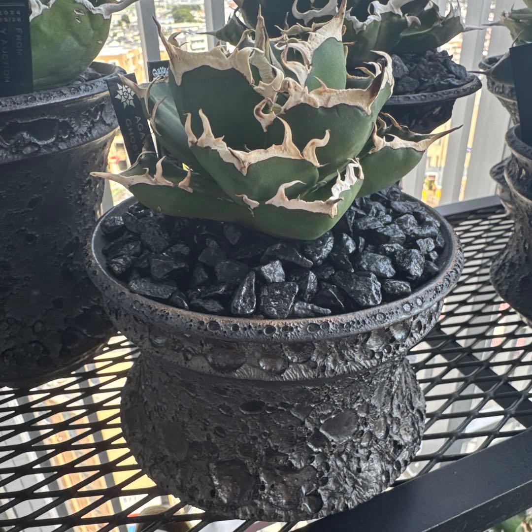 有名趣味家血統】アガベ⭐︎チタノタ⭐︎鬼爪⭐︎子株⭐︎台湾lize