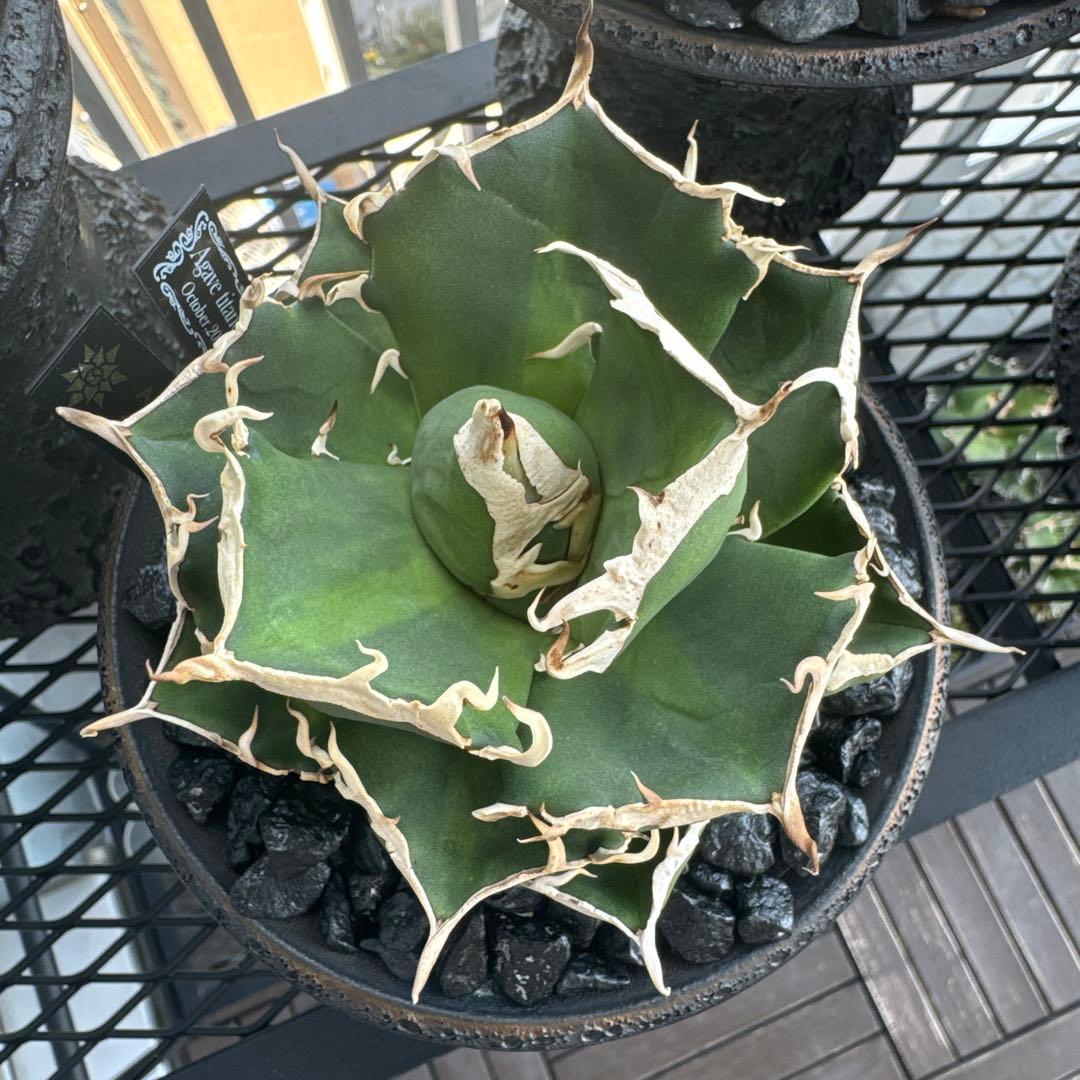 有名趣味家血統】アガベ⭐︎チタノタ⭐︎鬼爪⭐︎子株⭐︎台湾lize