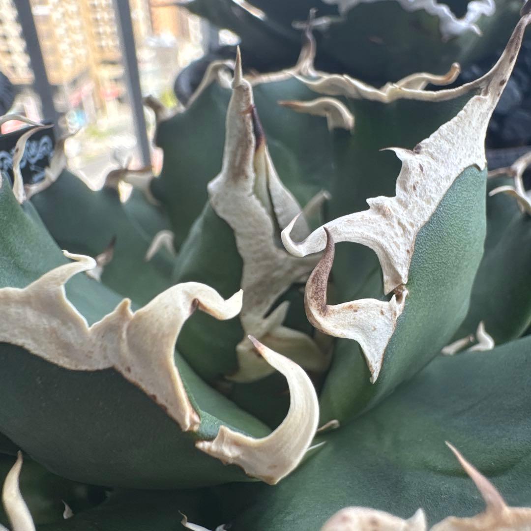 有名趣味家血統】アガベ⭐︎チタノタ⭐︎鬼爪⭐︎子株⭐︎台湾lize