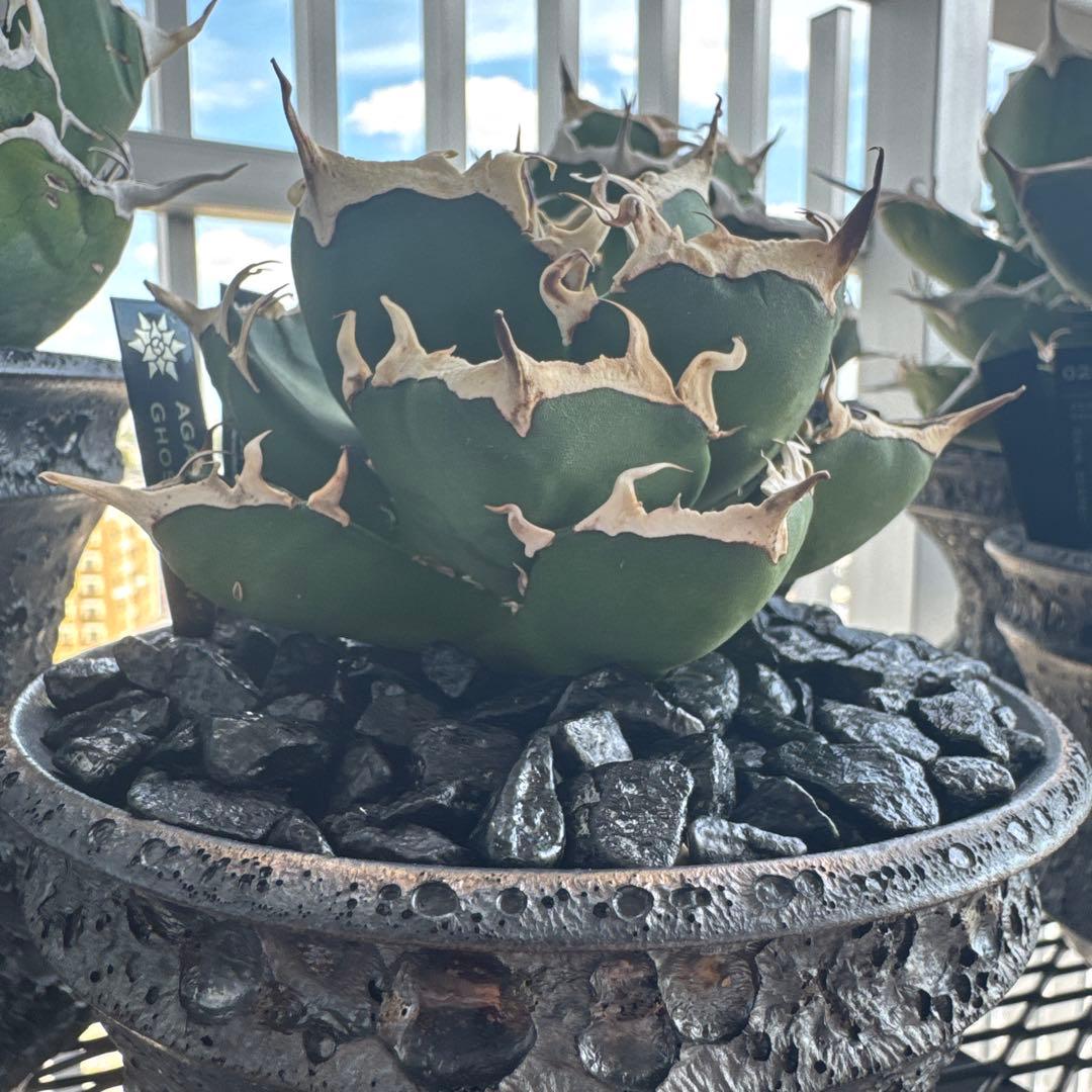 有名趣味家血統】アガベ⭐︎チタノタ⭐︎鬼爪⭐︎子株⭐︎台湾lize