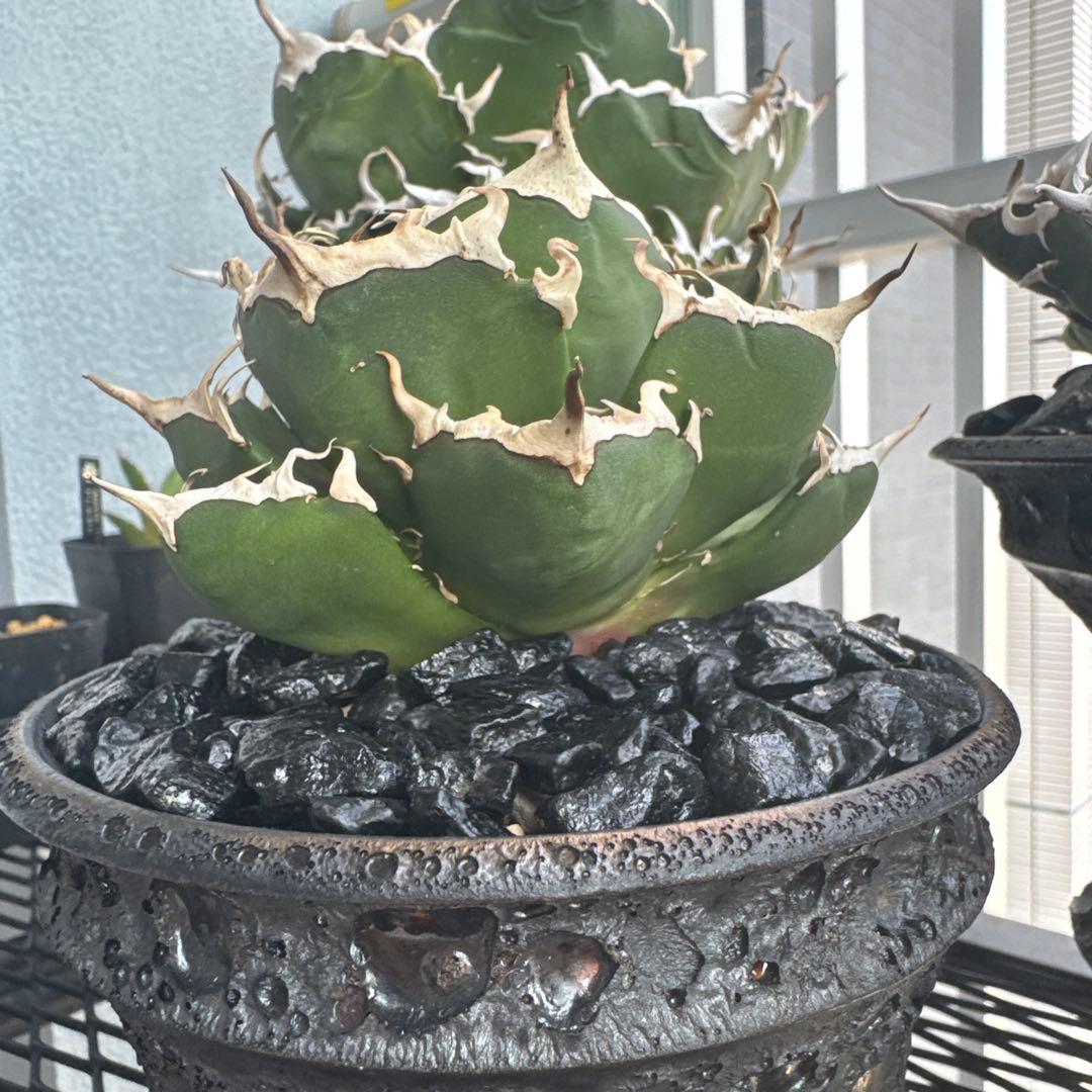 有名趣味家血統】アガベ⭐︎チタノタ⭐︎鬼爪⭐︎子株⭐︎台湾lize