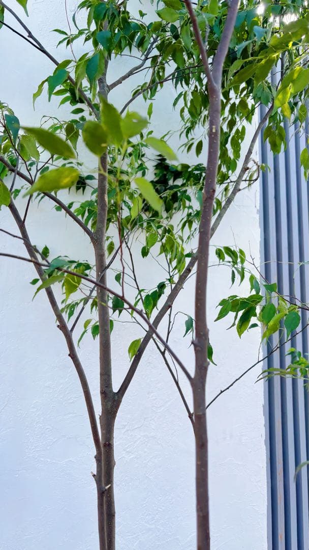 特大。山採りハイノキ株立ち3.1M(鉢底から)