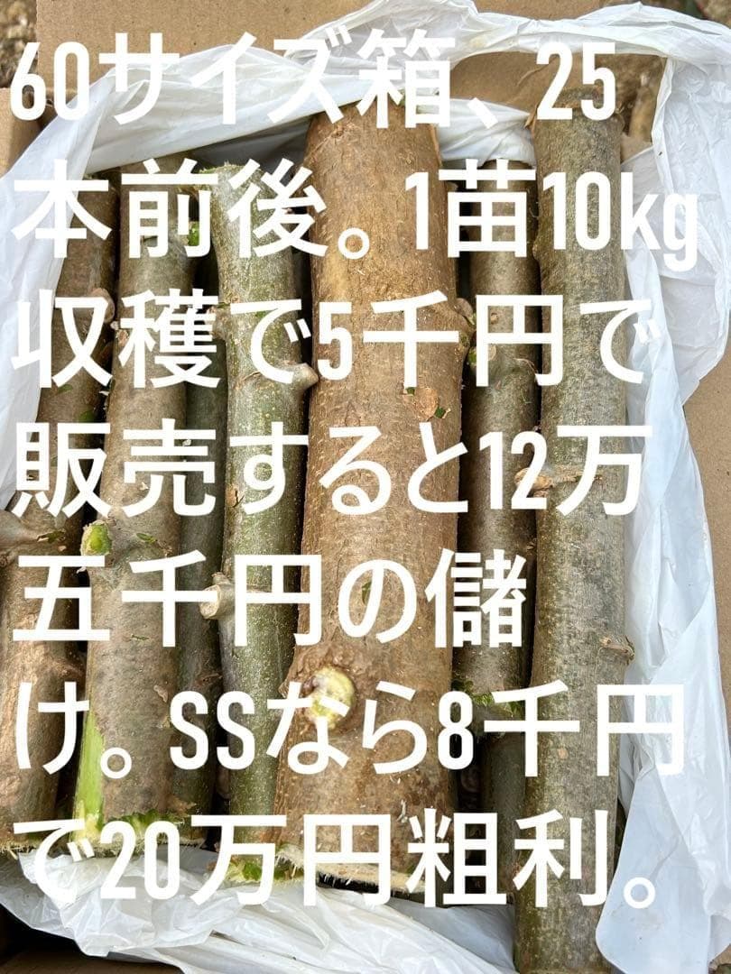 官能的な旨味と甘味★超高級★キャッサバ・ゴールドSS★挿し木枝。80サイズ箱満杯