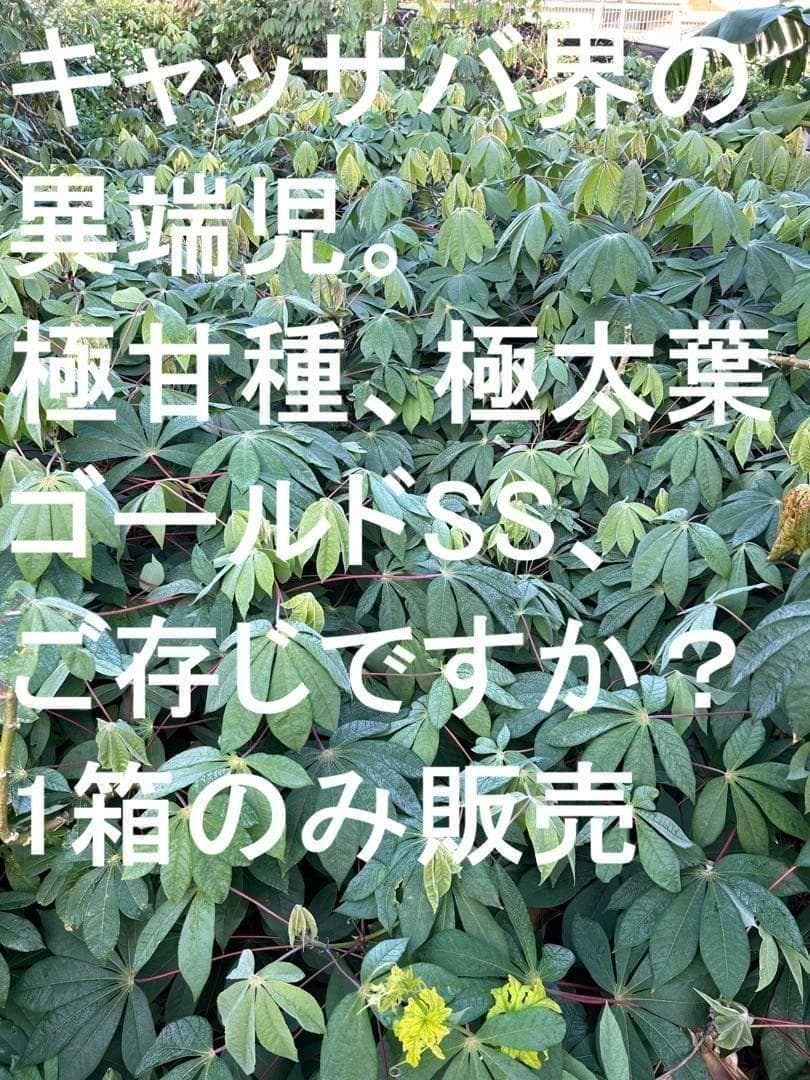 官能的な旨味と甘味★超高級★キャッサバ・ゴールドSS★挿し木枝。80サイズ箱満杯