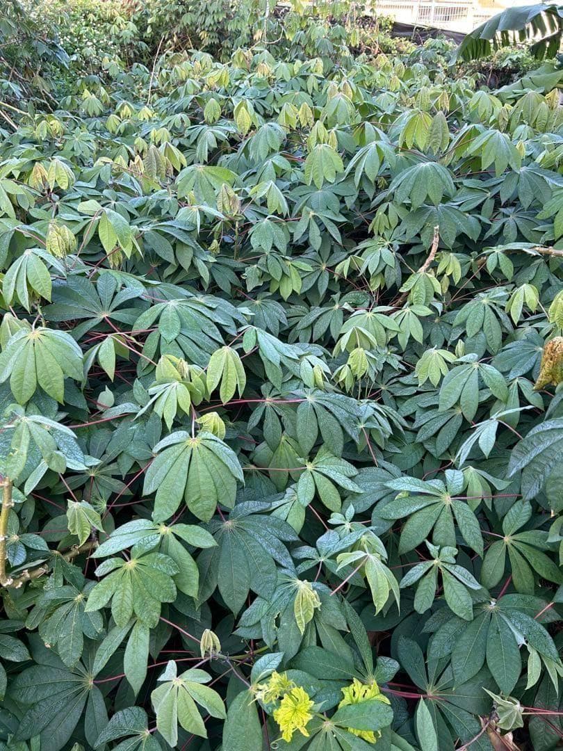 官能的な旨味と甘味★超高級★キャッサバ・ゴールドSS★挿し木枝。80サイズ箱満杯