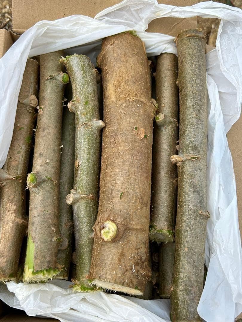 官能的な旨味と甘味★超高級★キャッサバ・ゴールドSS★挿し木枝。80サイズ箱満杯