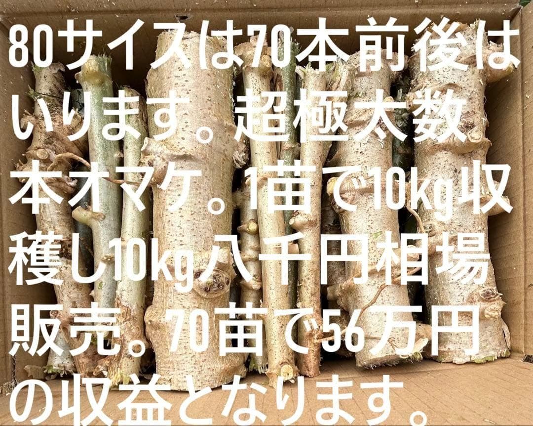 官能的な旨味と甘味★超高級★キャッサバ・ゴールドSS★挿し木枝。80サイズ箱満杯