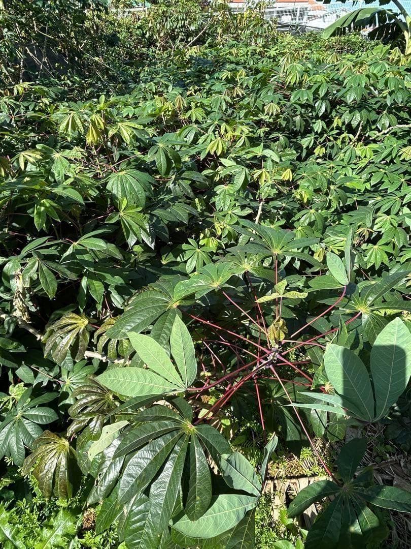 官能的な旨味と甘味★超高級★キャッサバ・ゴールドSS★挿し木枝。80サイズ箱満杯