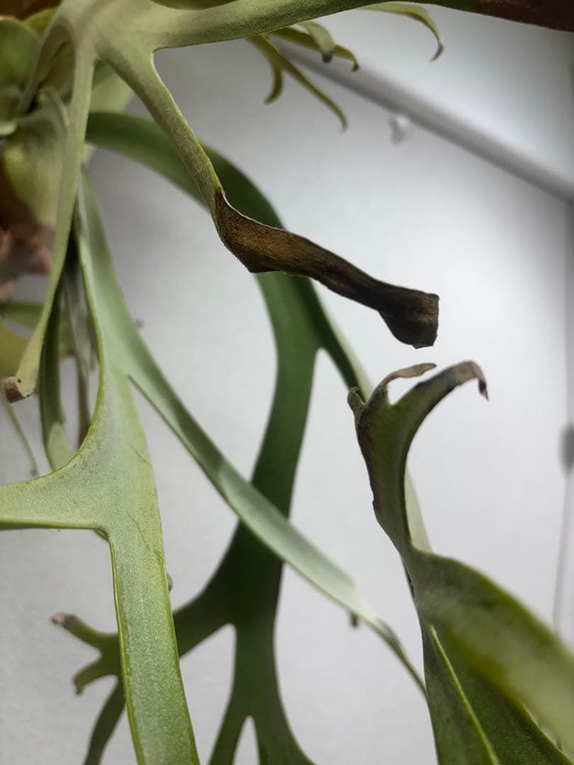 ビカクシダ イエロームーンスポア 親株