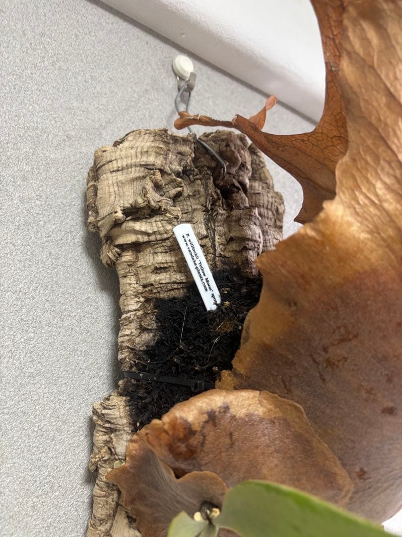 ビカクシダ イエロームーンスポア 親株