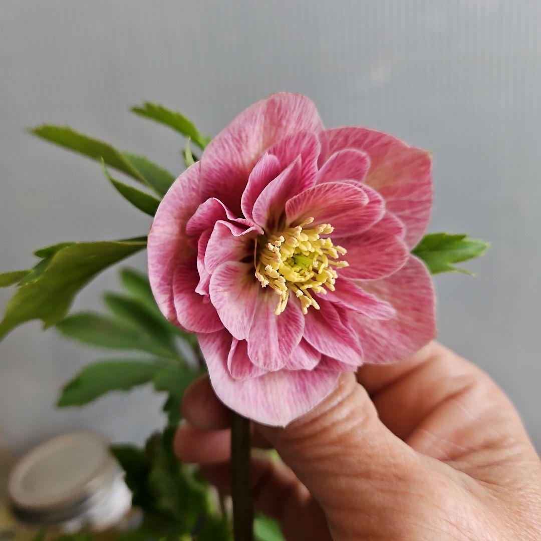 ㉖-534クリスマスローズ - メルカリ