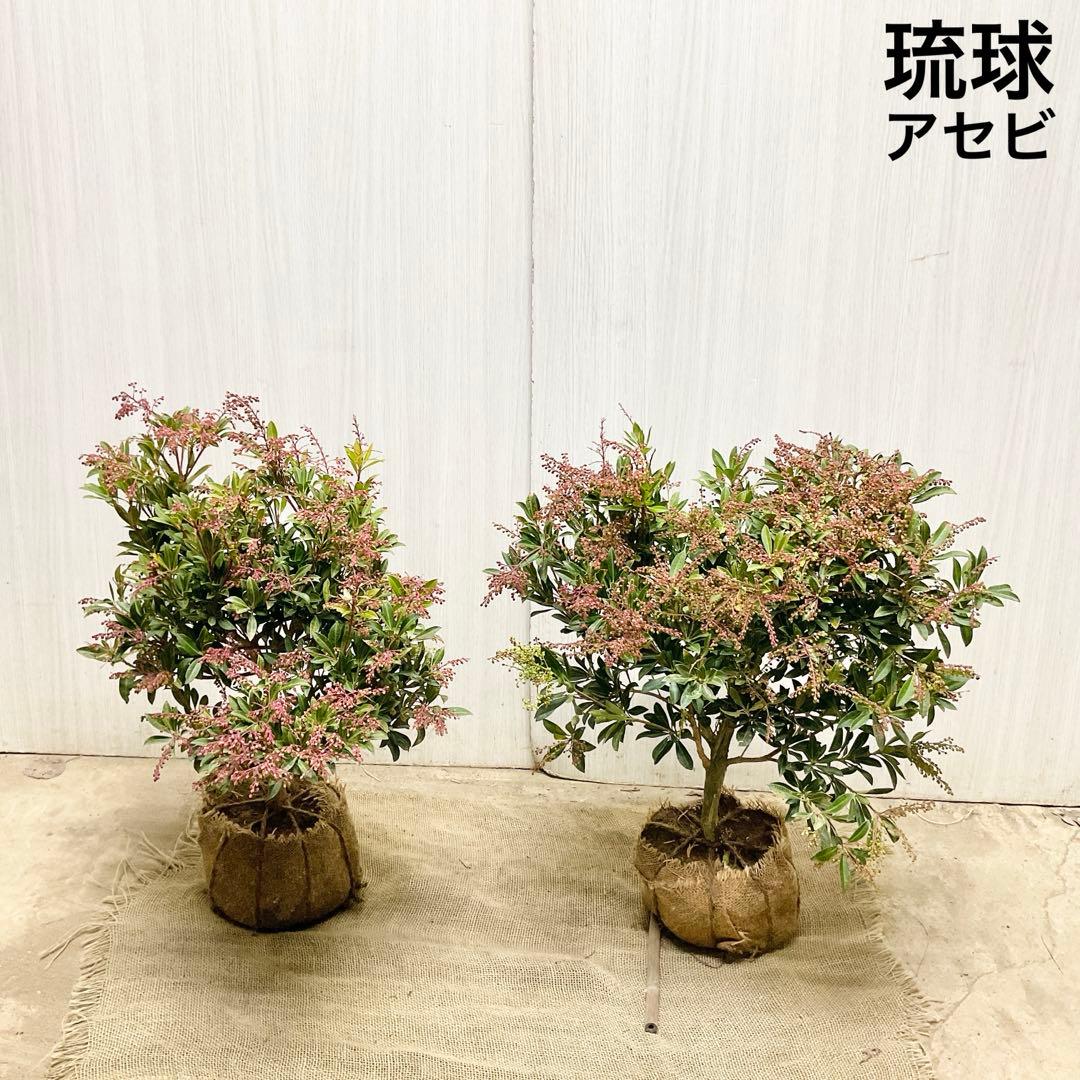 琉球アセビ　2本セット/ 19